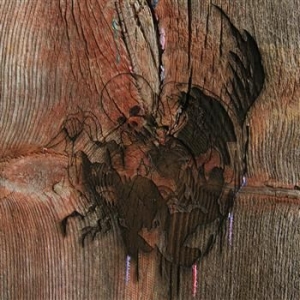 Avey Tare's Slasher Flicks - Enter The Slasher House i gruppen CD hos Bengans Skivbutik AB (992288)