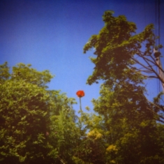 Pioulard Benoit - Sonnet
