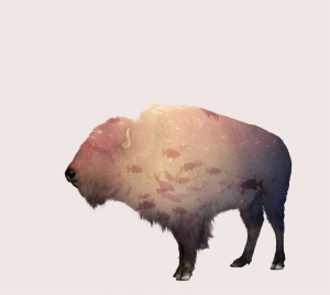 Phoenix Foundation The - Buffalo