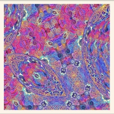 Nino Carlos & Friends - Placenta