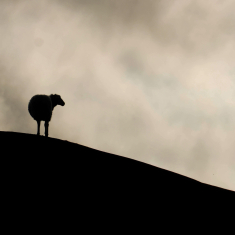 Hyacinthuset - Gå (Vänd Inte Om)