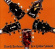 Bachman Randy - Jazz Thing Ii Bachman Randy - Jazz Thing Ii
