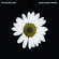 Black Dog - Black Daisy Wheel Black Dog - Black Daisy Wheel