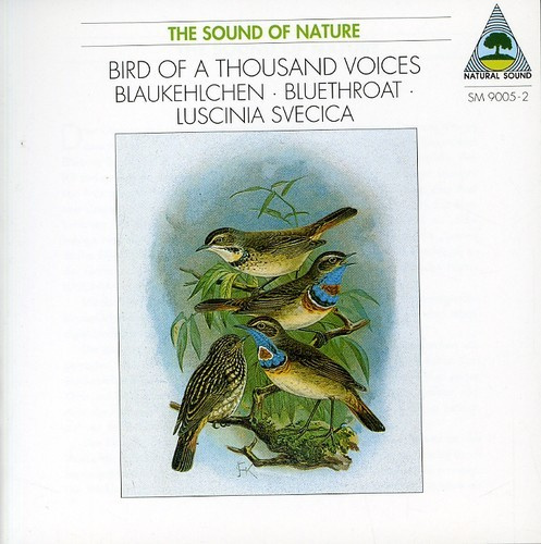Natural Sound Recorded By Walter Ti - Bluethroat (Luscinia Svenica) - Bir