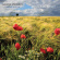 George Winston - Restless Wind George Winston - Restless Wind