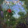 Palace - Life after Palace - Life after
