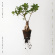 Caroline Shaw & S Percussion - Let The Soil Play Its Simple P Caroline Shaw & S Percussion - Let The Soil Play Its Simple P