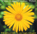 Tim Lapthorn Trio - Natural Language Tim Lapthorn Trio - Natural Language