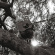 Segall Ty - Segall Ty -
