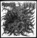 Spectral Voice / Blood Incantation - Split Spectral Voice / Blood Incantation - Split