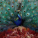 Opeth - Sorceress Opeth - Sorceress