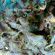 Posadas Alberto - Posadas: Liturgia Fractal Posadas Alberto - Posadas: Liturgia Fractal