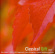 Various Artists - Classical Gift Vol 1 Various Artists - Classical Gift Vol 1